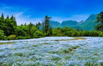 大分県竹田市 阿蘇くじゅう国立公園の標高850mに広がるくじゅう花公園のネモフィラ