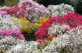 愛知県豊田市 約3000本のしだれ桃が咲き誇る上中地区の美しい桃源郷