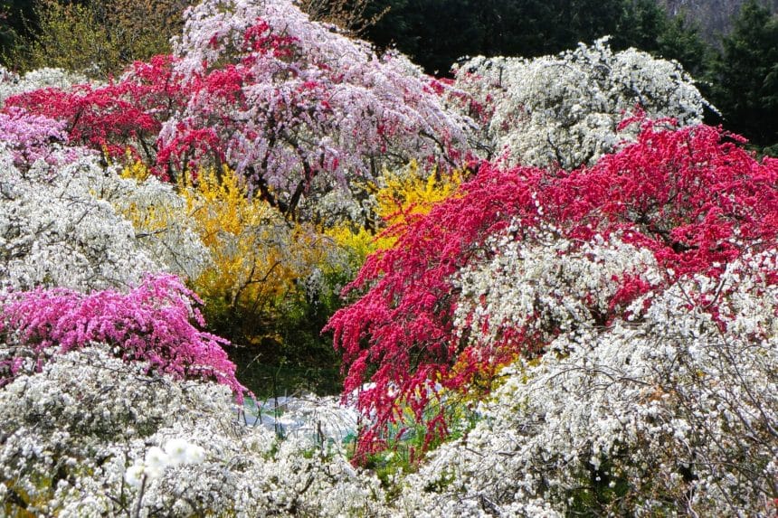 愛知県豊田市 約3000本のしだれ桃が咲き誇る上中地区の美しい桃源郷