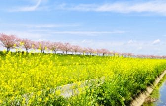 兵庫県小野市 加古川の堤防沿いに約4km続く小野桜づつみ回廊の満開の桜並木