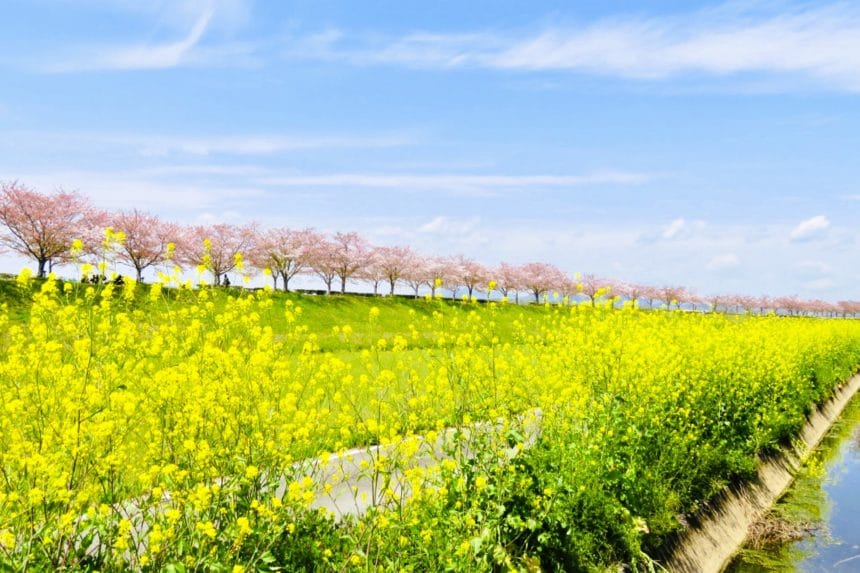 兵庫県小野市 加古川の堤防沿いに約4km続く小野桜づつみ回廊の満開の桜並木