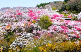 高知県仁淀川町 ピンクや赤や白に染まる桃源郷のような上久喜と久喜の花桃
