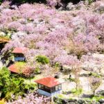 大分県大分市 雲海のように咲き誇る不動尊一心寺のぼたん桜