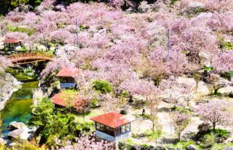 大分県大分市 雲海のように咲き誇る不動尊一心寺のぼたん桜