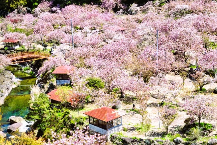 大分県大分市 雲海のように咲き誇る不動尊一心寺のぼたん桜