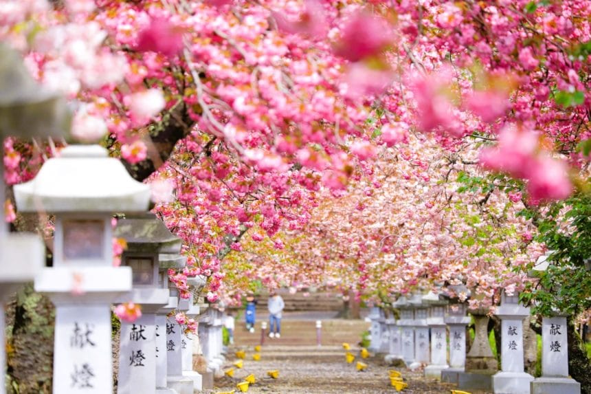 滋賀県長浜市 伊香具神社参道に咲き誇る満開の八重桜のトンネル