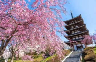福島県二本松市 安達ヶ原公園の五重塔と満開の桜
