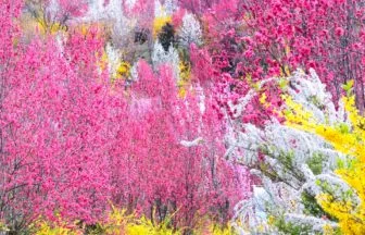 福島県福島市 桃源郷のような絶景が広がる花やしき公園に咲き誇る花桃