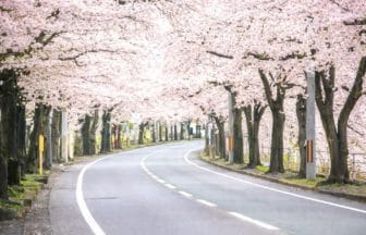 山形県山形市 馬見ヶ崎さくらラインの川沿いに咲き誇る桜並木