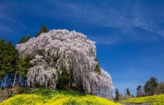 福島県二本松市 青空に映える合戦場のしだれ桜