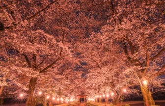茨城県八千代町 ライトアップされ幻想的な雰囲気に包まれる東蕗田天満社の夜桜