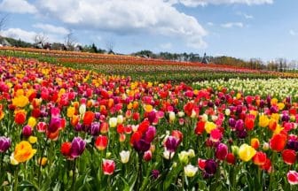 岐阜県郡上市 標高1000mのひるがの高原・牧歌の里に咲く27種約20万株のチューリップ