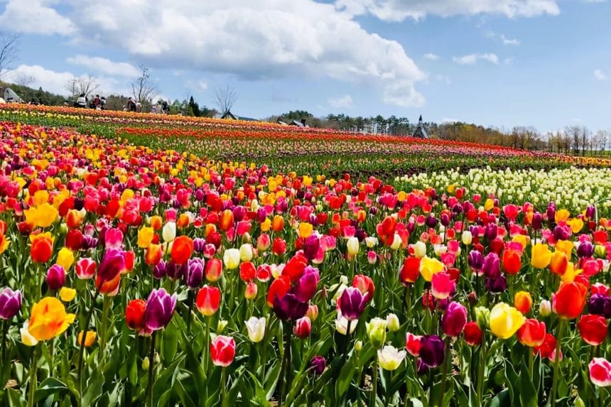 岐阜県郡上市 標高1000mのひるがの高原・牧歌の里に咲く27種約20万株のチューリップ