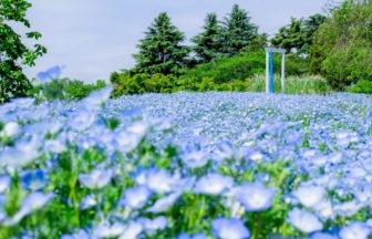 東京都立川市 国営昭和記念公園の花の丘に広がる満開の青いネモフィラ畑