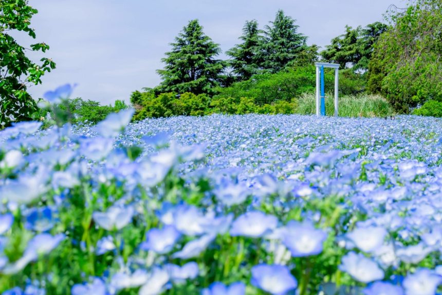 東京都立川市 国営昭和記念公園の花の丘に広がる満開の青いネモフィラ畑