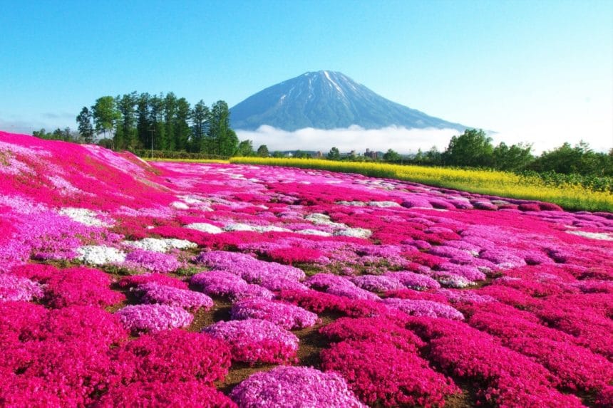 北海道倶知安町 残雪の羊蹄山を背景に咲き誇る三島さんの芝桜庭園