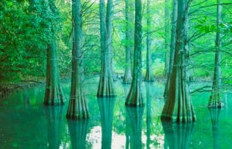 福岡県篠栗町 篠栗九大の森のまるでジブリの世界のような池の水辺に自生するラクウショウの巨木
