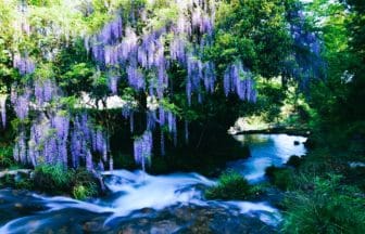 山口県山口市 渓流に向かって紫のカーテンのように垂れ下がる一貫野の藤