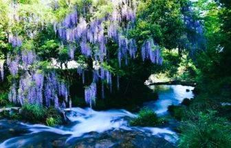 山口県山口市 渓流に向かって紫のカーテンのように垂れ下がる一貫野の藤