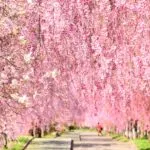 福島県喜多方市 旧国鉄の廃線跡に約3km続く日中線しだれ桜並木の美しいトンネル