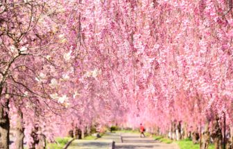 福島県喜多方市 旧国鉄の廃線跡に約3km続く日中線しだれ桜並木の美しいトンネル