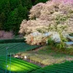 静岡県島田市 牛代のみずめ桜と茶畑の風景