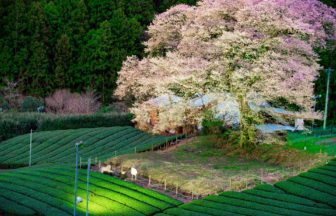 静岡県島田市 牛代のみずめ桜と茶畑の風景
