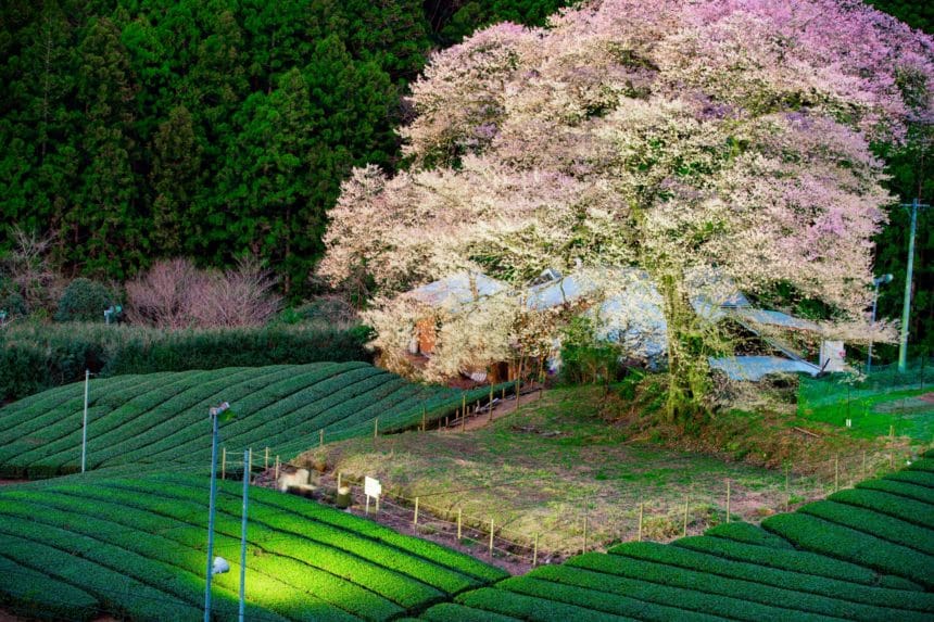 静岡県島田市 牛代のみずめ桜と茶畑の風景