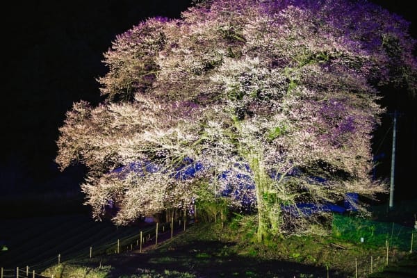 静岡県島田市 幻想的にライトアップされた牛代のみずめ桜
