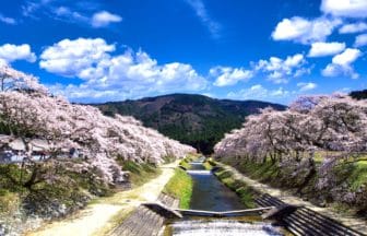 滋賀県甲賀市 うぐい川沿いに咲き誇る鮎河千本桜