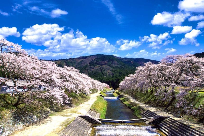 滋賀県甲賀市 うぐい川沿いに咲き誇る鮎河千本桜