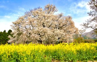 熊本県南阿蘇村 黄色い菜の花畑に囲まれて堂々とそびえ立つ樹齢約400年の一心行の大桜