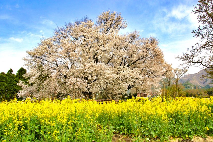 熊本県南阿蘇村 黄色い菜の花畑に囲まれて堂々とそびえ立つ樹齢約400年の一心行の大桜