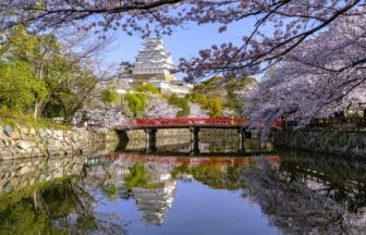 兵庫県姫路市 世界遺産・姫路城の大天守と満開のソメイヨシノが織りなす春の絶景