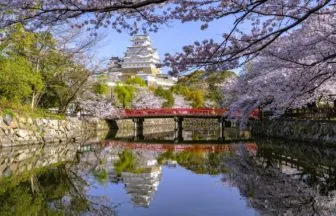 兵庫県姫路市 世界遺産・姫路城の大天守と満開のソメイヨシノが織りなす春の絶景