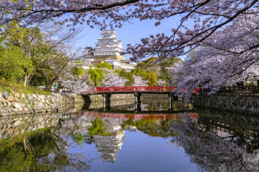兵庫県姫路市 世界遺産・姫路城の大天守と満開のソメイヨシノが織りなす春の絶景