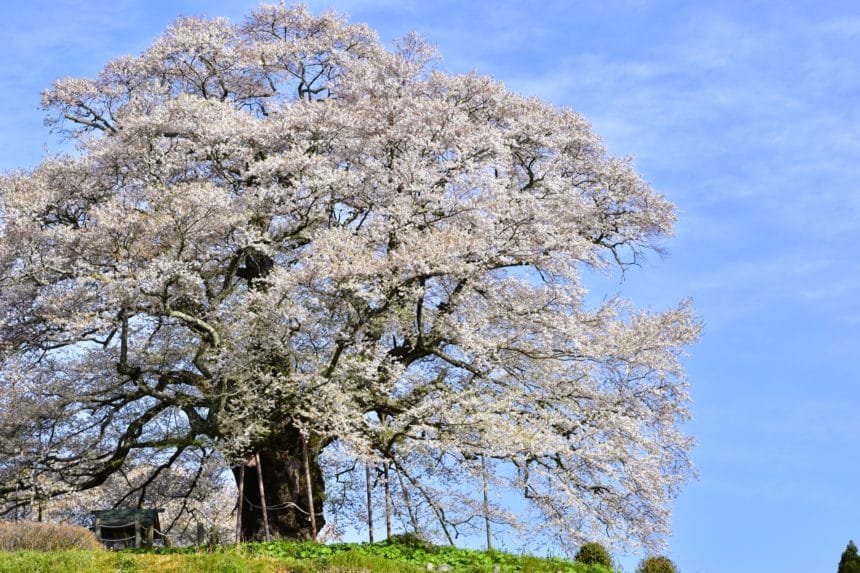 岡山県真庭市 高台に威風堂々とそびえ立つ樹齢1000年超の醍醐桜