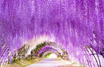 福岡県北九州市 河内藤園の華やかな藤のトンネル