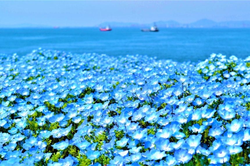 大阪市此花区 舞洲ネモフィラ祭り 大阪湾と空とネモフィラが織りなす青の三重奏の絶景