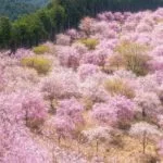 奈良県東吉野村 天空の庭と呼ばれる高見の郷に咲き誇る約1000本のしだれ桜
