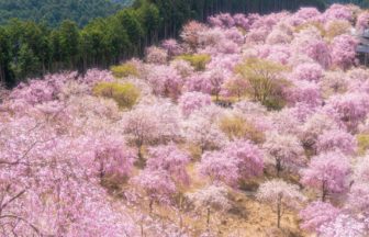 奈良県東吉野村 天空の庭と呼ばれる高見の郷に咲き誇る約1000本のしだれ桜