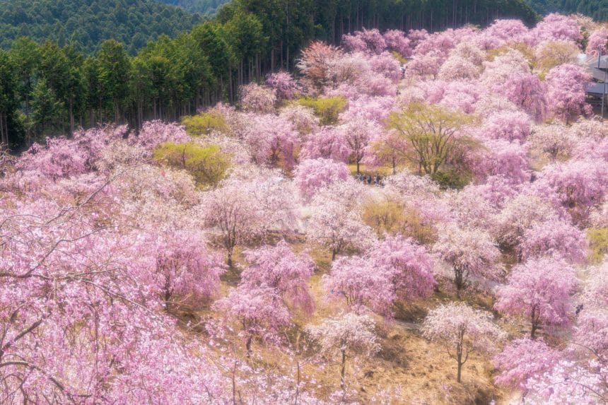 奈良県東吉野村 天空の庭と呼ばれる高見の郷に咲き誇る約1000本のしだれ桜