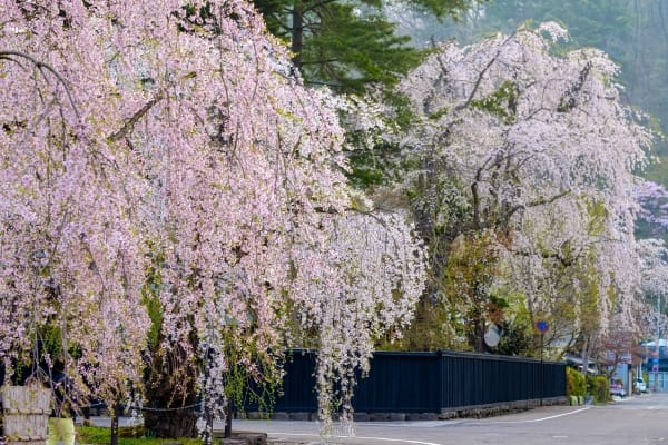 秋田県仙北市 角館武家屋敷通りに続く黒塀と満開のしだれ桜