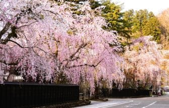 秋田県仙北市 角館武家屋敷通りに咲くしだれ桜と歴史的な街並み