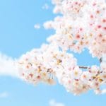 青空の下で満開の桜 日本さくら名所100選
