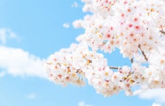 青空の下で満開の桜 日本さくら名所100選