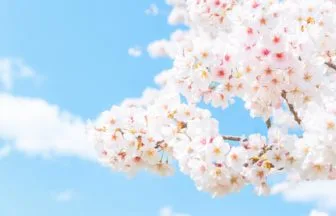 青空の下で満開の桜 日本さくら名所100選