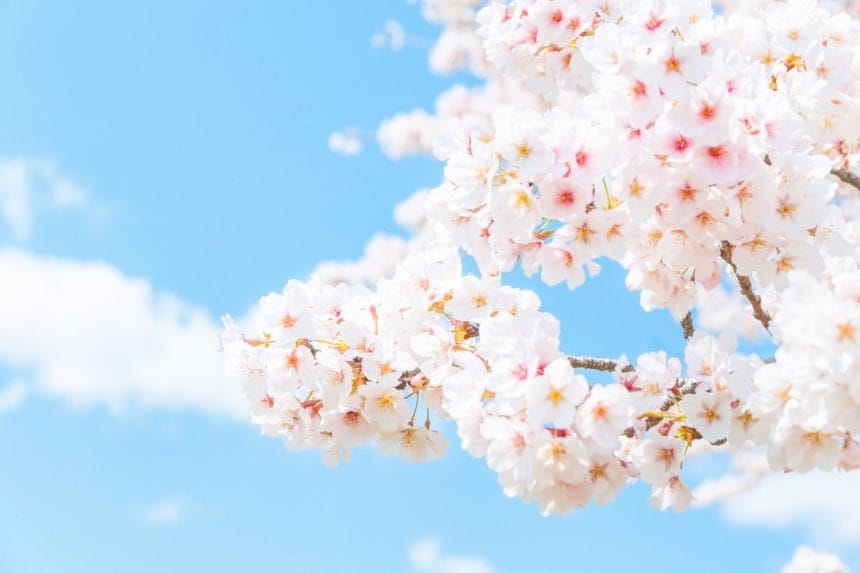 青空の下で満開の桜 日本さくら名所100選
