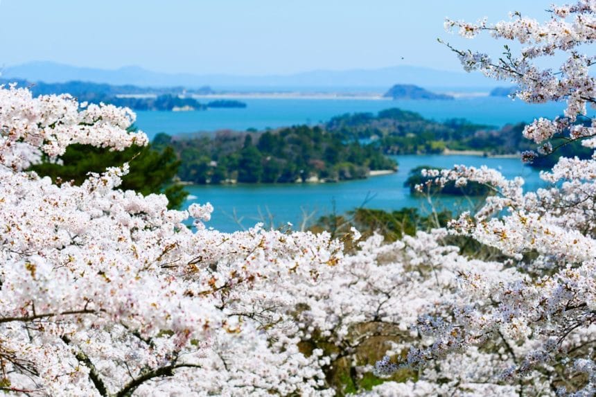 宮城県松島町 西行戻しの松公園から望む桜と松島湾の絶景
