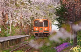 青森県五所川原市 芦野公園の桜のトンネルと津軽鉄道